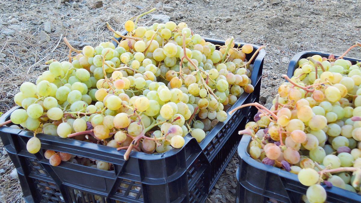 Uvas recogidas en la vendimia de los campos de Málaga.