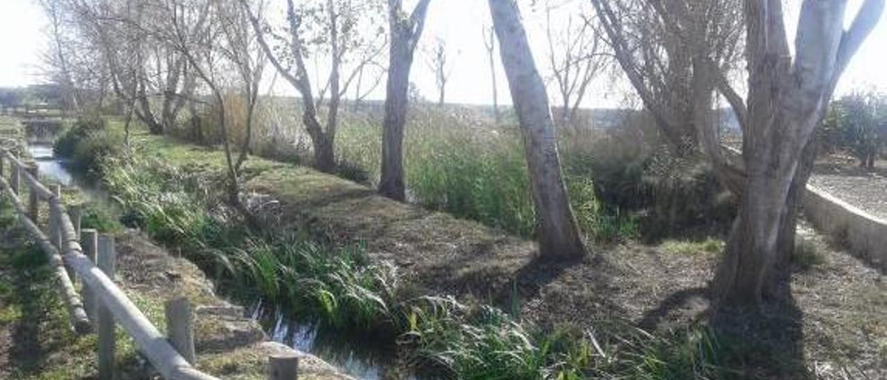 Sorprenden a un hombre con 2.800 almejas asiáticas que iba a soltar en l&#039;Albufera