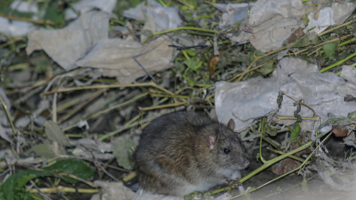 Una rata en la Ribera del Marco.