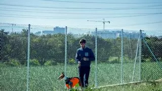 El Ayuntamiento de València ampliará el refugio de animales de Benimàmet en un solar contiguo