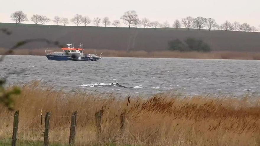 La ballena jorobada varada en el mar Báltico alemán empieza a nadar