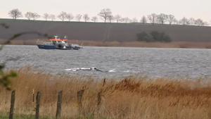 La balena geperuda encallada a Alemanya torna a nedar després d'alliberar-se pels seus propis mitjans al mar Bàltic