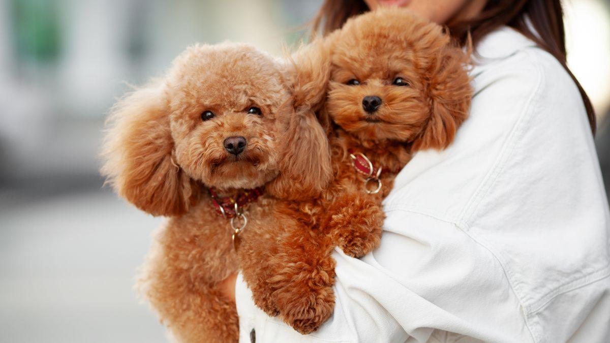 La UE pone fin a los abusos en mascotas: nuevas normas para la cría y comercialización de perros y gatos
