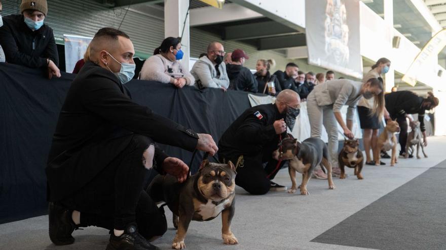 Así fue la exposición de belleza canina en Ifeza: galanes de cuatro patas