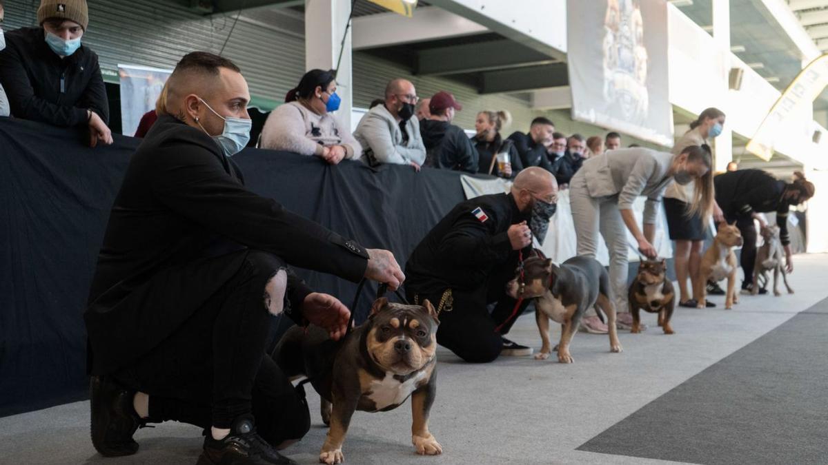 Varios participantes con sus perros, durante la competición en el recinto ferial Ifeza.