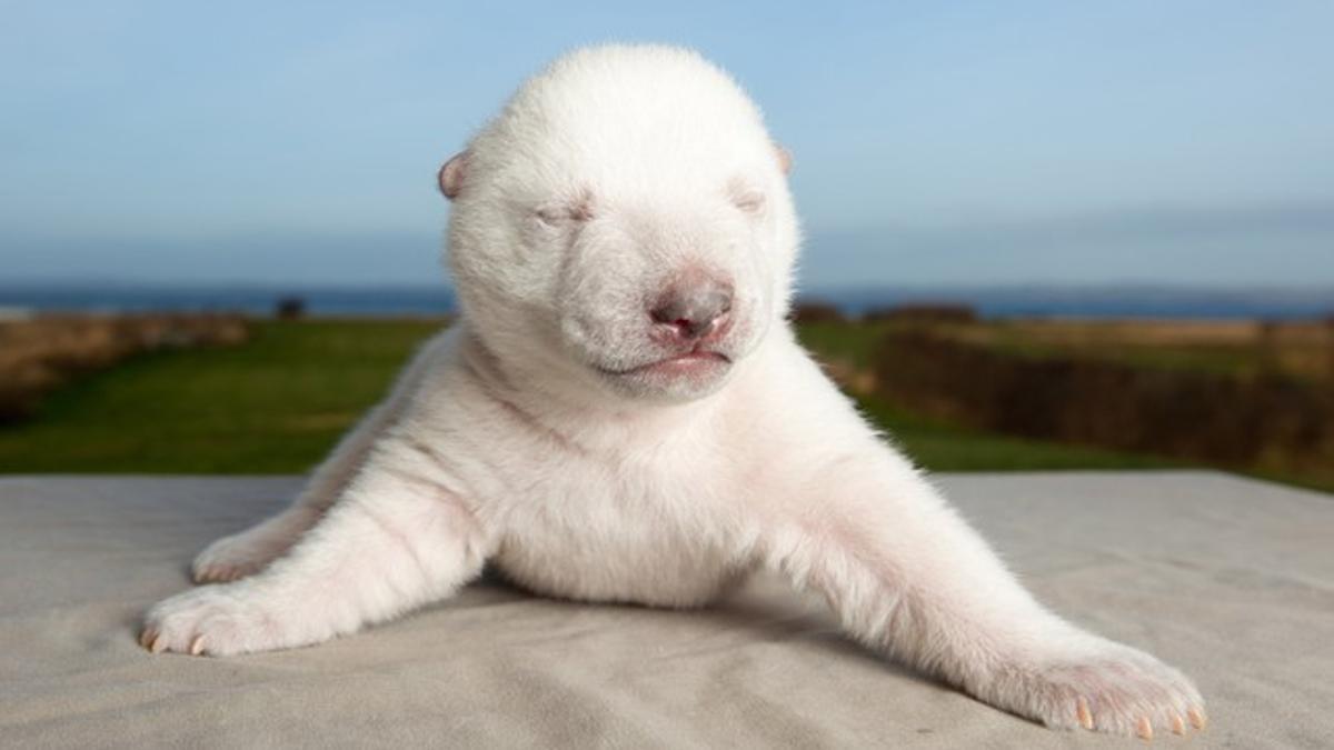 Siku, el cachorro de oso polar que vive en un zoo de Dinamarca y que tiene miles de fans en internet.