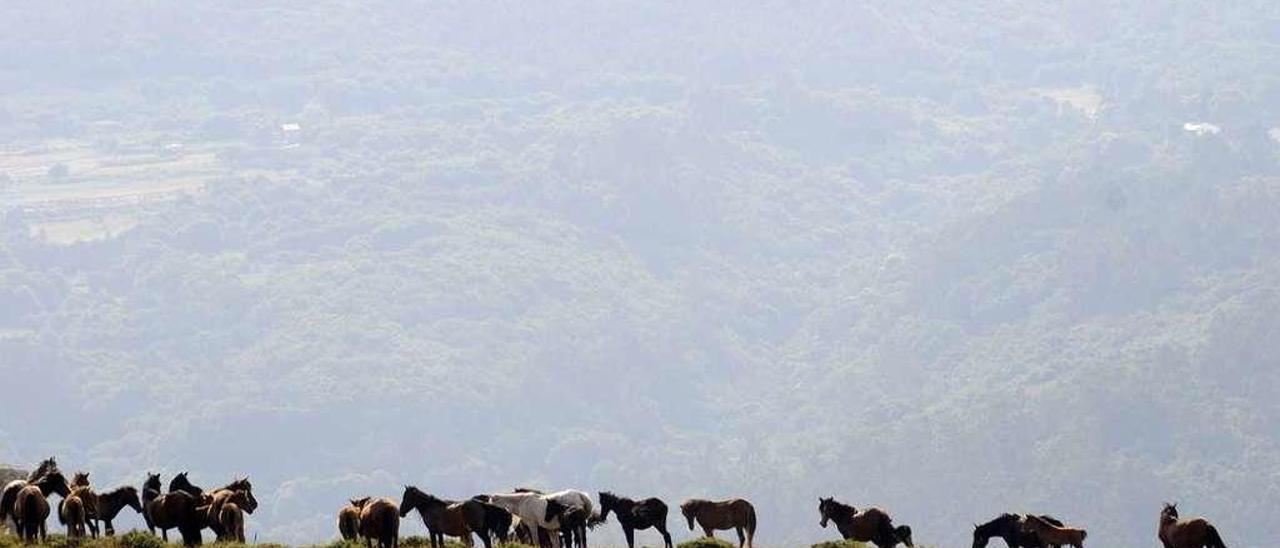 Caballos de las manadas de O Santo en un monte próximo a Sabucedo // Bernabé/Javier Lalín