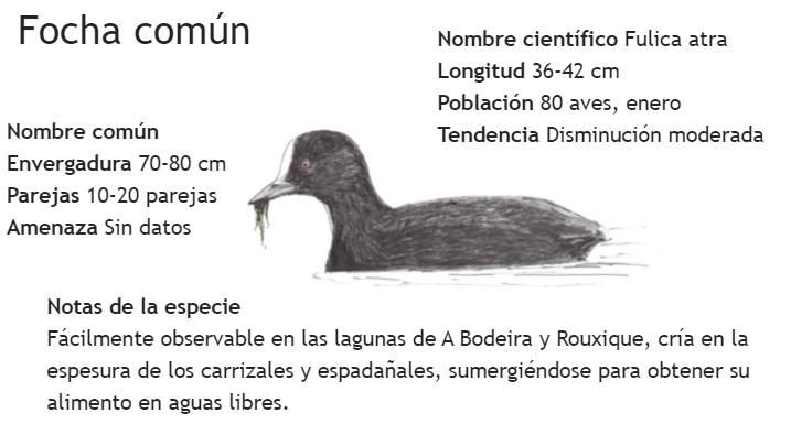 Ficha informativa sobre la focha común elaborada por el PIO de O Grove.