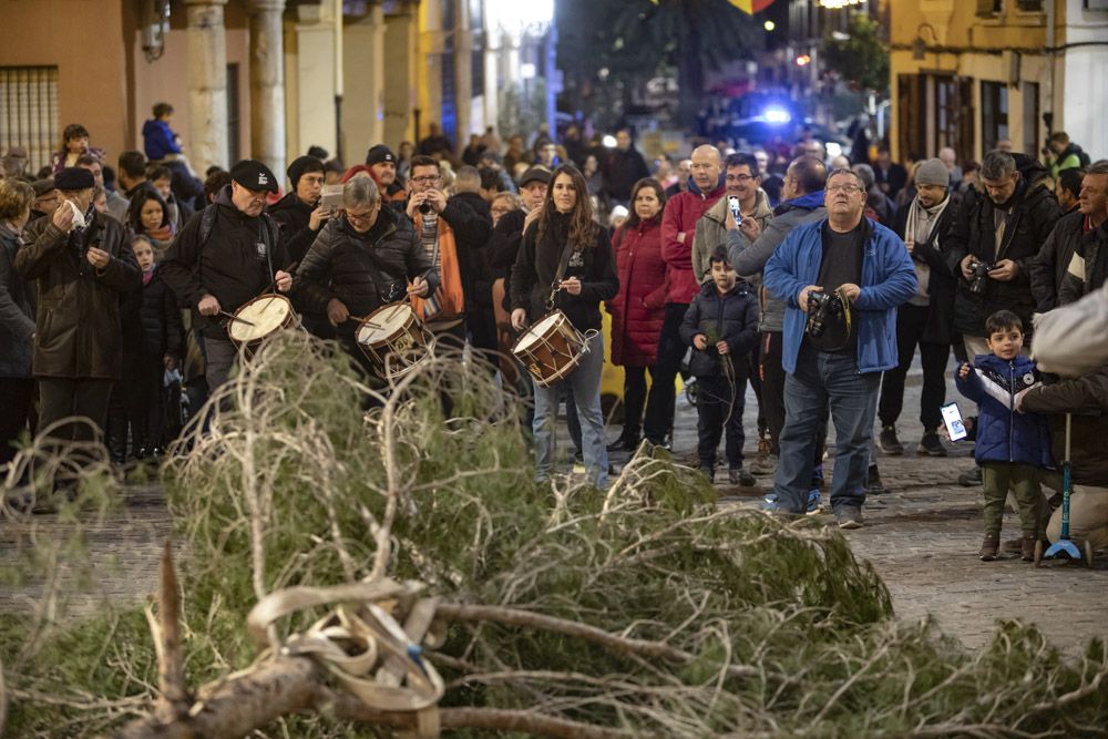 Sant Antoni arranca en Sagunt con la tradicional Plantà del Pi