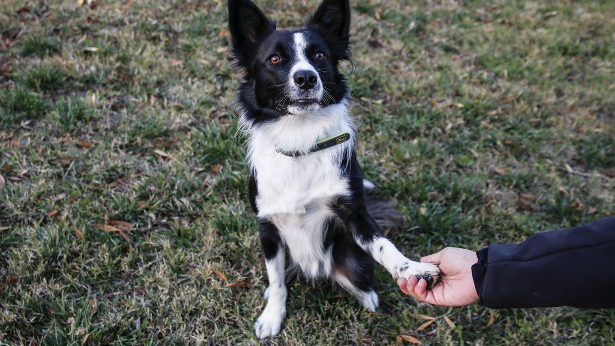 Un perro da la pata a su dueño.