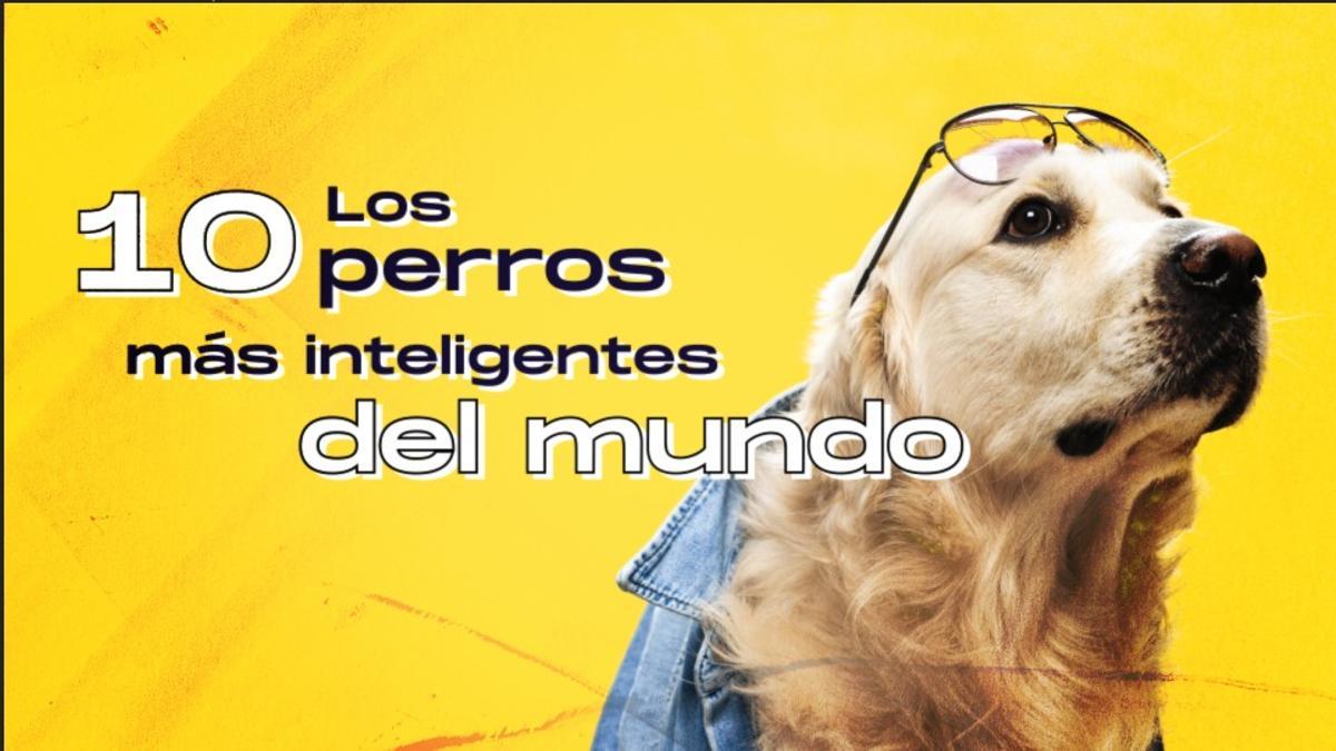 Los 10 perros más inteligentes del mundo: del pastor belga al golden retreiver