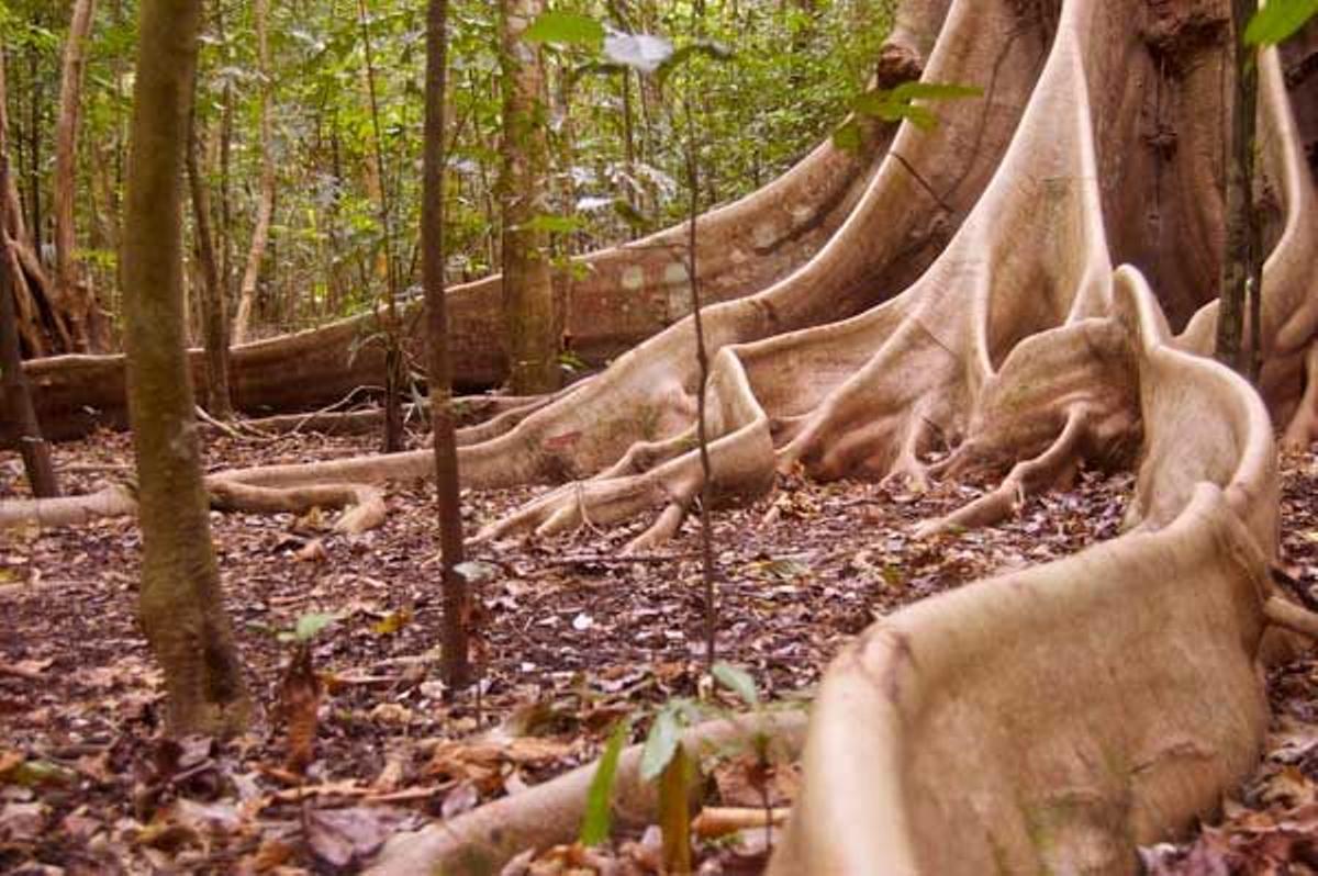 Tangkoko alberga un bosque húmedo repleto de fauna