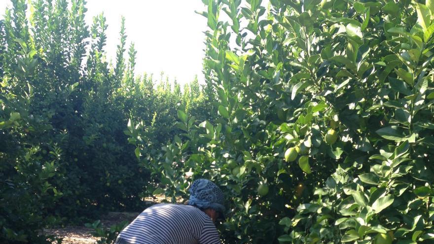 Un jornalero recoge limones en una plantación de la Región de Murcia.