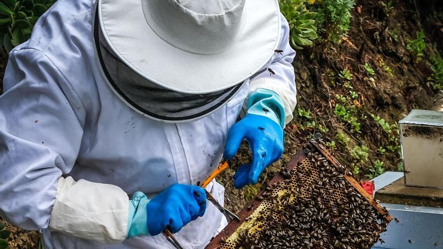 Los apicultores canarios exigen ajustar las ayudas a la realidad de Canarias