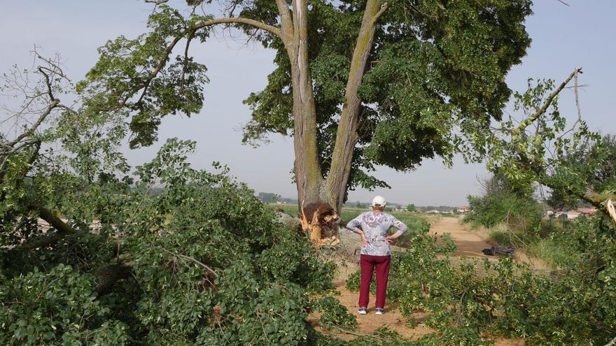 La tormenta derriba dos ramas del tilo centenario de Camarzana de Tera