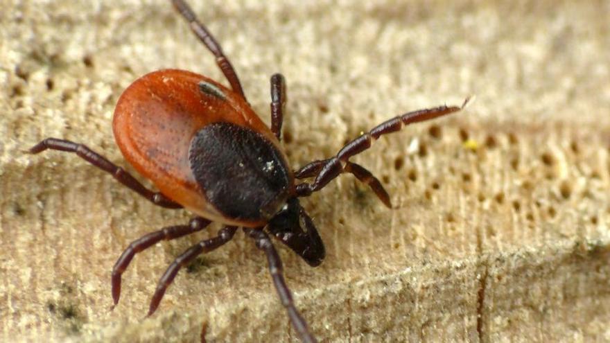 Enfermedad de Lyme: síntomas, qué es exactamente y consejos para prevenirla