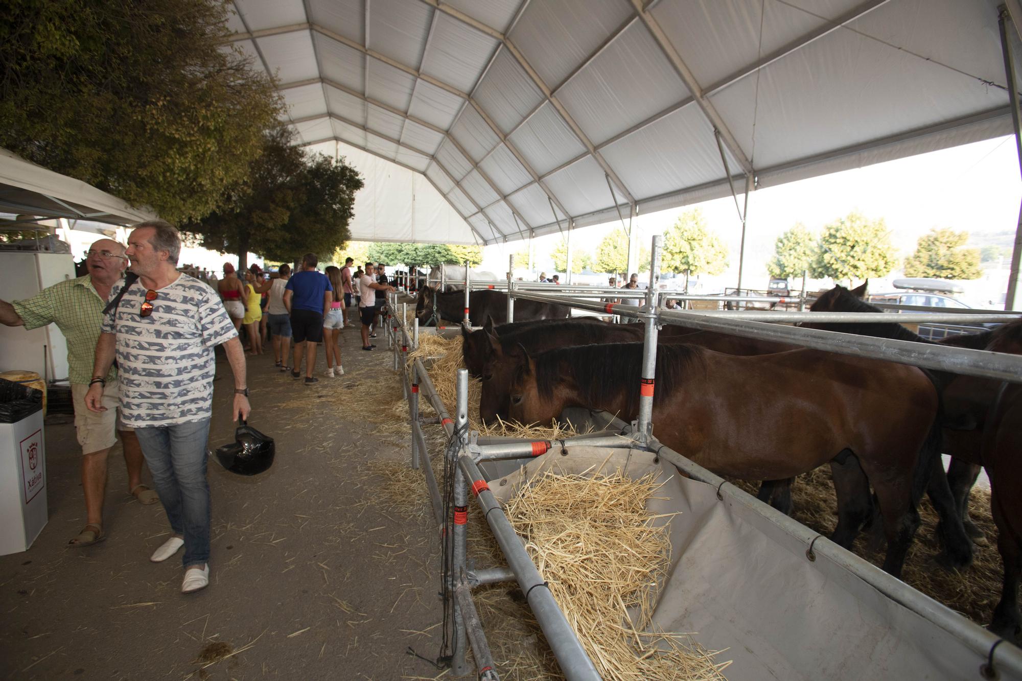 Así ha sido la XLV edición del concurso de tiro y arrastre de la Fira d'Agost de Xàtiva