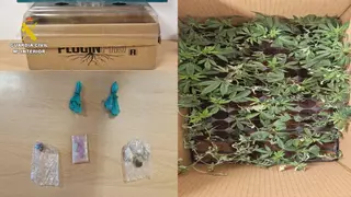 La Guardia Civil detiene a un vecino de Madrid con 85 plantas pequeñas de marihuana y varias sustancias