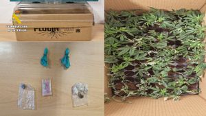 Parte del contenido incautado, que incluye marihuana y otras sustancias.