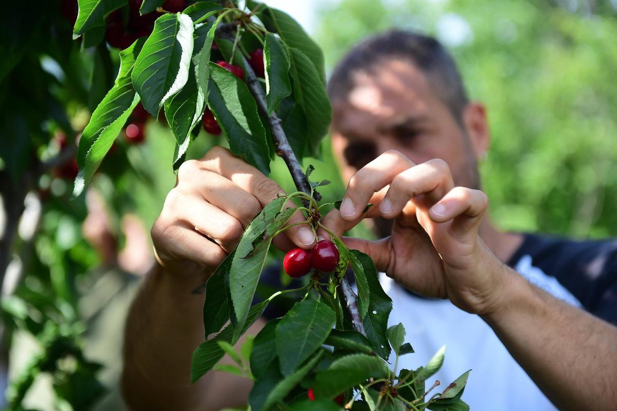 Recogida de cerezas en el Valle del Jerte.