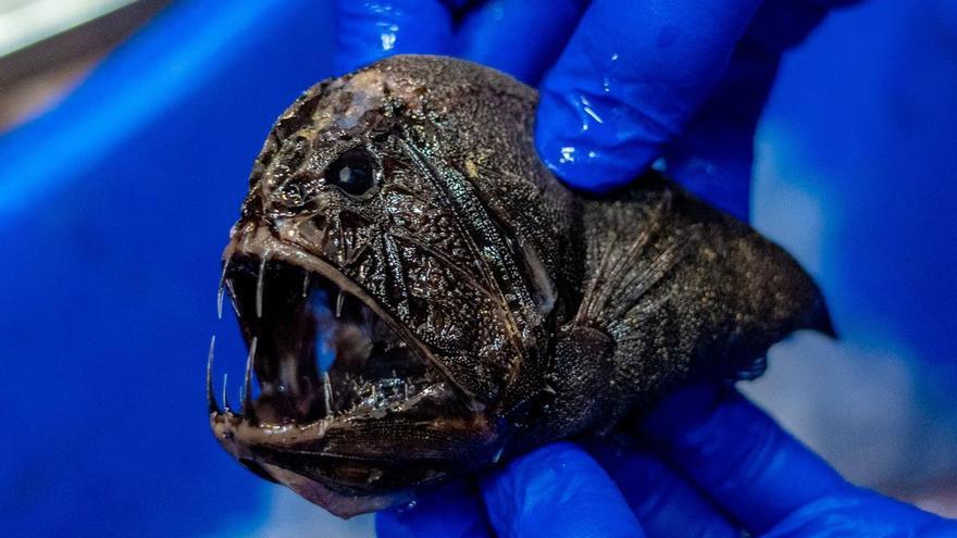 Troben una col·lecció d’estranyes criatures a les profunditats marines