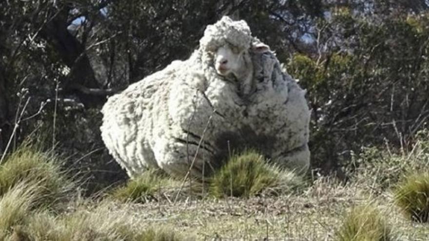 Esquilan una oveja con 42,3 kilos de lana