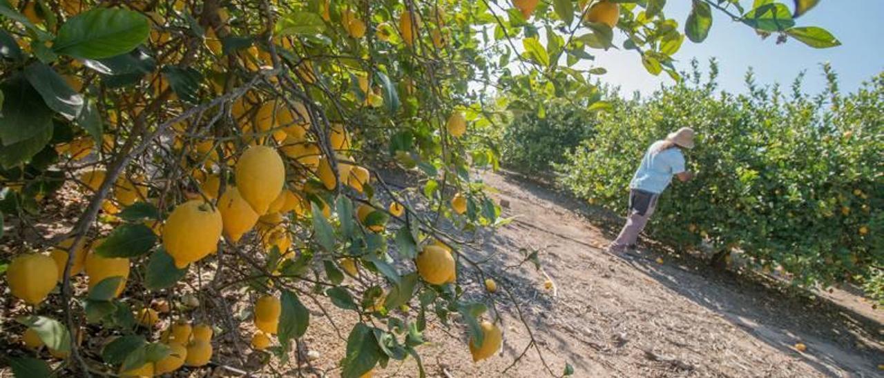 Alicante salva la cosecha del invierno gracias a 25 hm3 extra del Segura