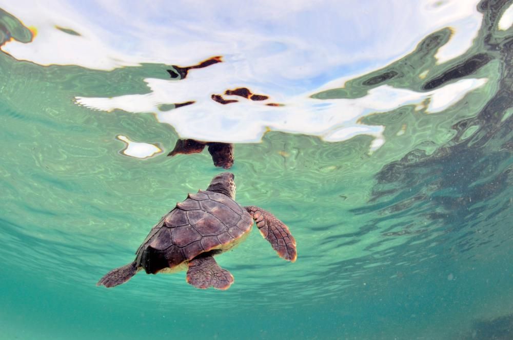 Liberadas 26 tortugas ibicencas en ses Salines