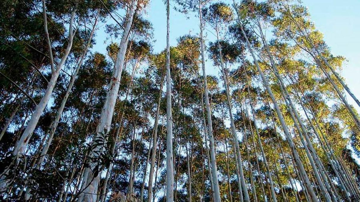 Greenalia Forest y Greenalia Logistics están dedicadas a la compra, transporte y almacenaje de madera, especialmente de eucalipto
