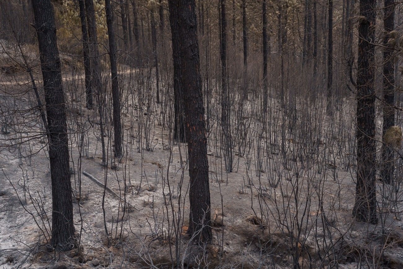 Así ha quedado el monte de Tenerife por el incendio