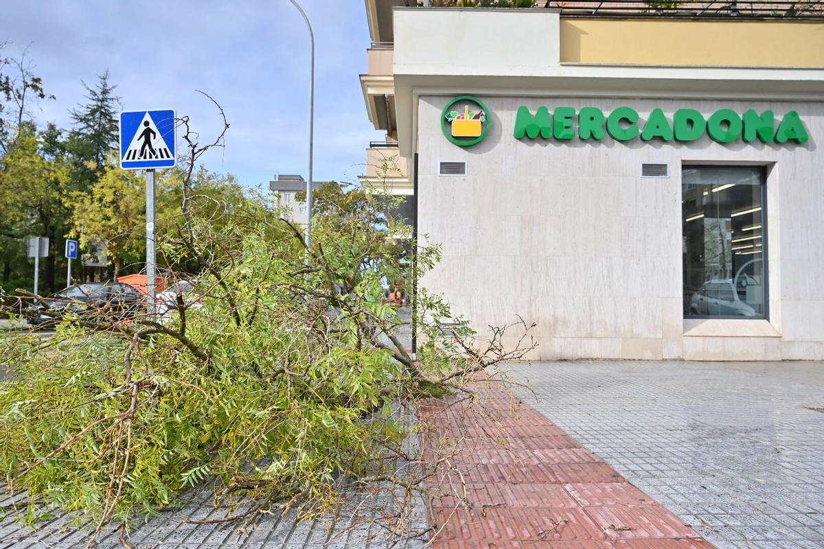 Rama caída este sábado junto a un supermercado en el parque de Pitusa, en la barriada de Valdepasillas (Badajoz).