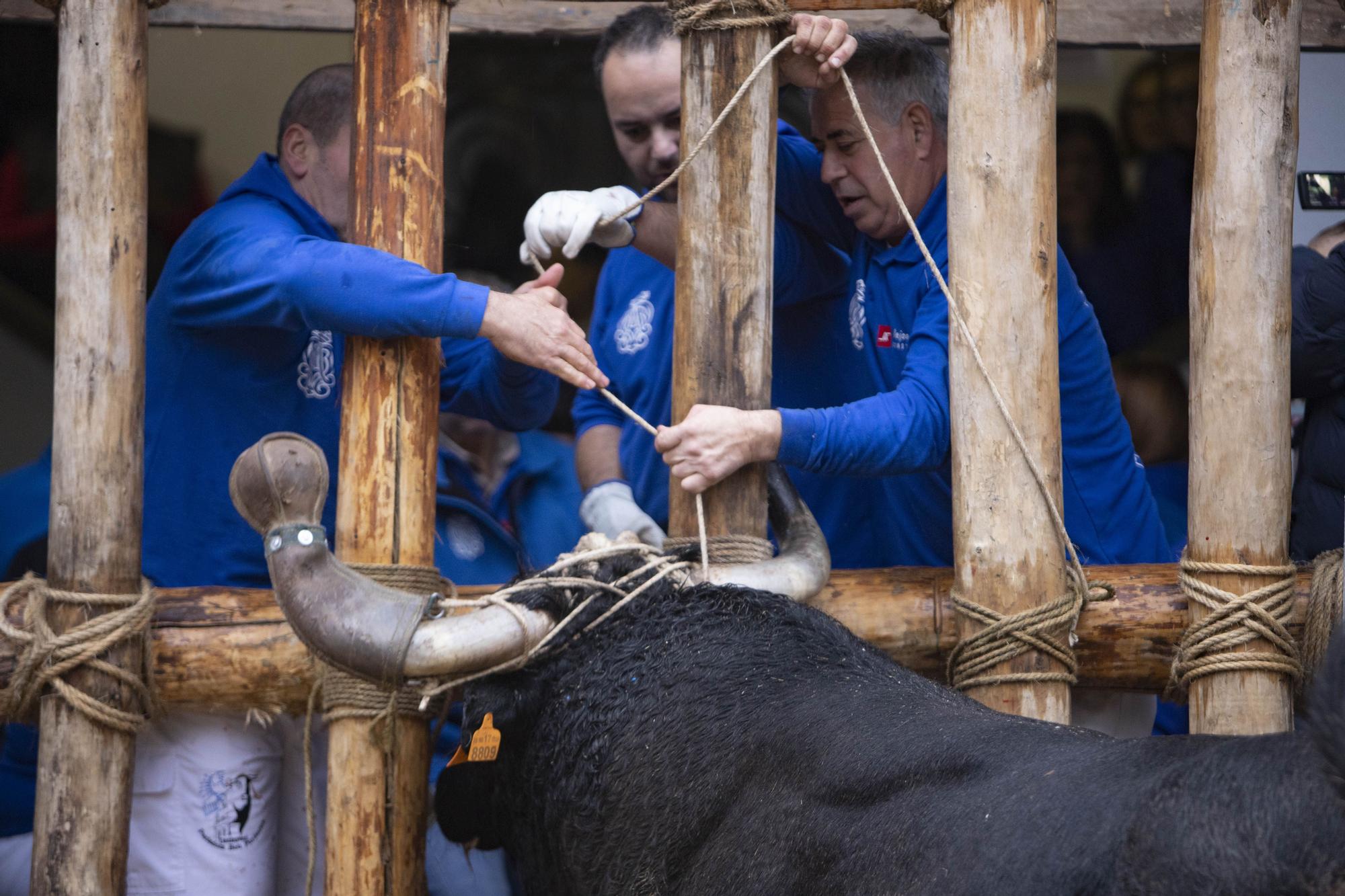 El "Bou en corda" vuelve al Pont Vell de Ontinyent