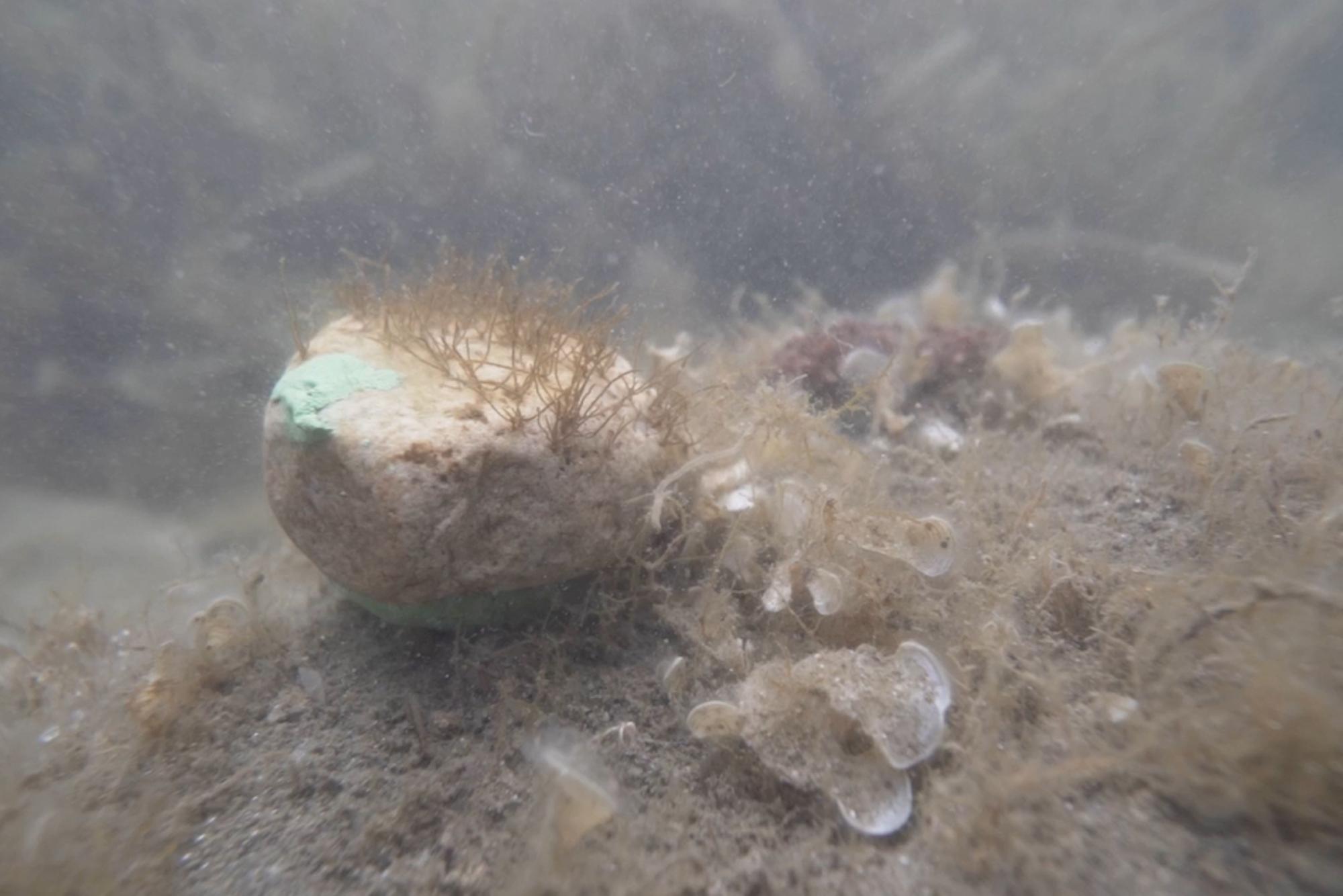 Reintrodueixen una alga al parc natural del Cap de Creus que portava més de quatre dècades extingida