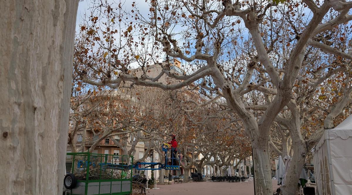Los trabajos de poda en los plataneros del paseo Cervantes
