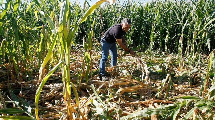 Un agricultor de Pozuelo de Tábara muestra los daños del jabalí en un maizal, el año pasado.