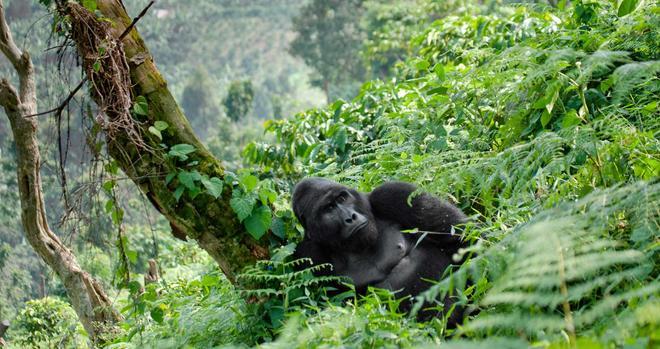 Dominant male mountain gorilla in the grass. Uganda. Bwindi Impenetrable Forest National Park.