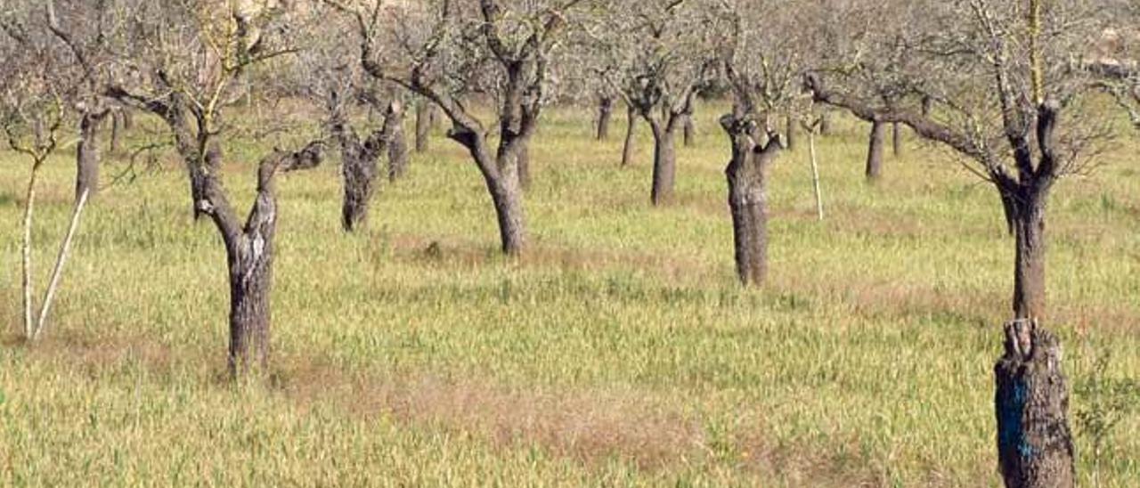 Imagen de un campo de cereales con las plantas amarillentas por la falta de lluvias.