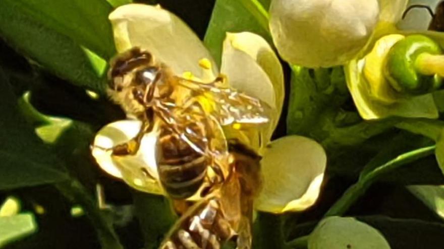 Fomentar la ecoagricultura y los polinizadores, retos del Día Mundial de las Abejas