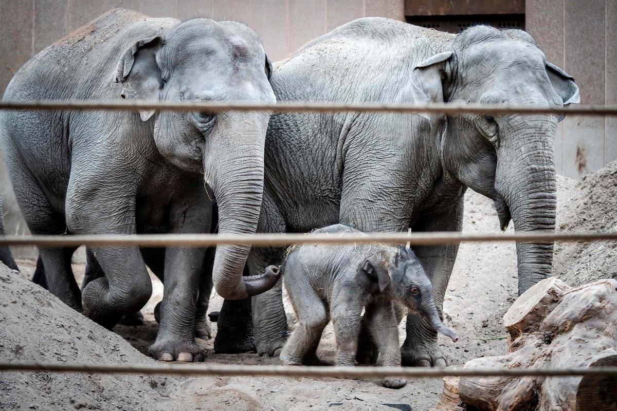 Una cría de elefante recién nacida pasea el zoo de Copenhague