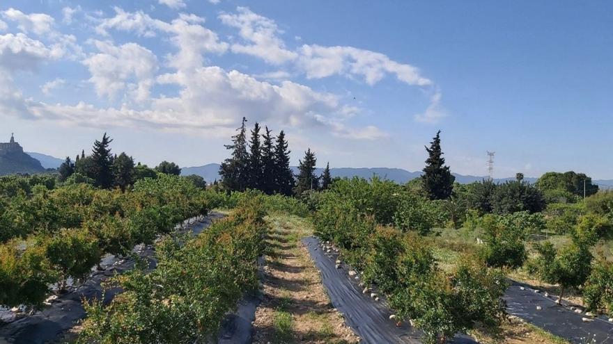 Finca en la pedanía murciana de Cabezo de Torres donde se desarrolla el proyecto .  | SFTT