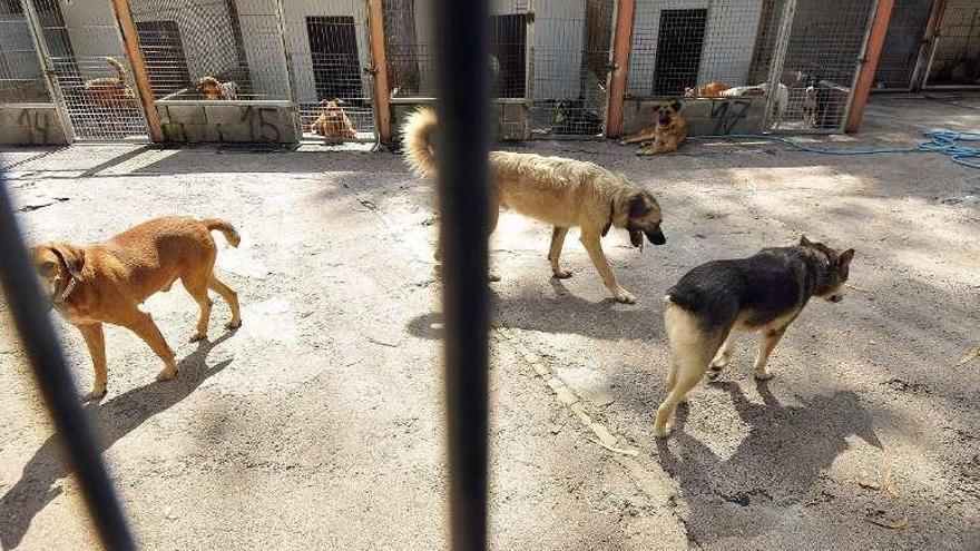 Animales en la perrera de Mieres.