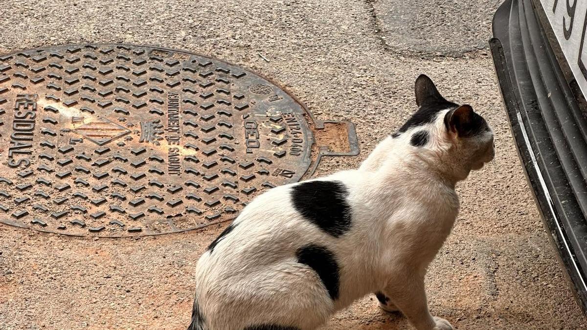 Final feliz para los gatos atrapados en una vivienda del Port de Sagunt