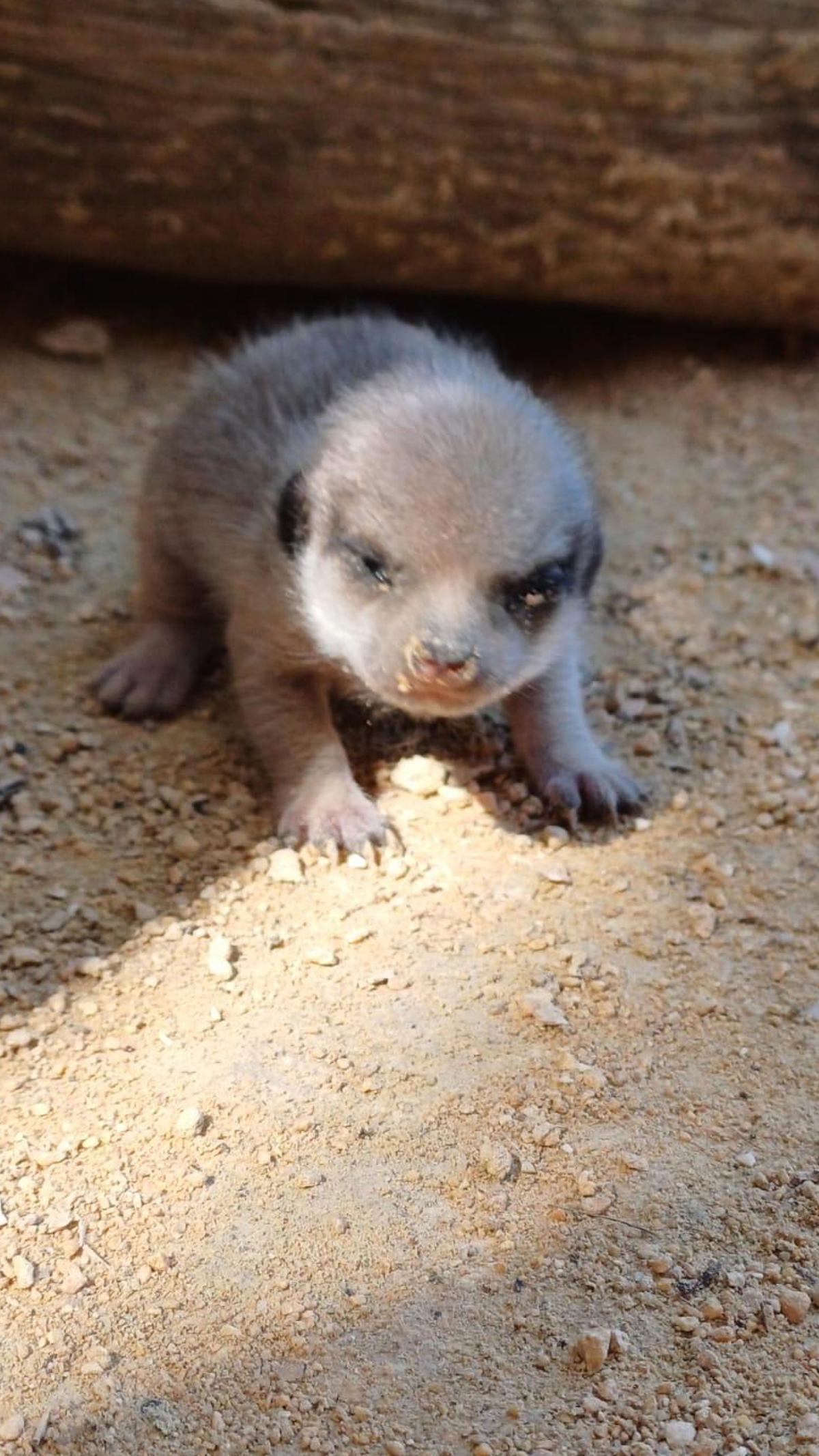 Bebé suricata