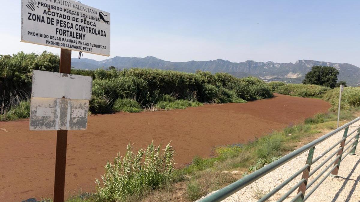 Un tramo del Xúquer cubierto por el helecho invasor a la altura del coto de pesca de Fortaleny, en un aimagen del 6 de julio.