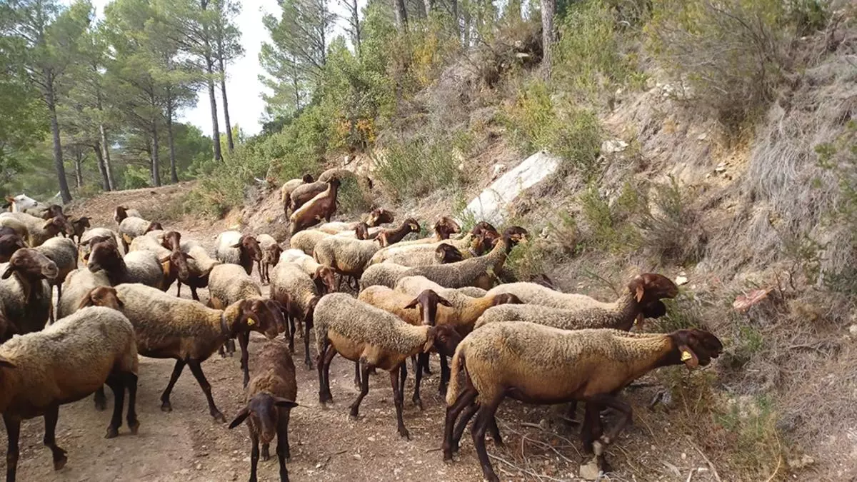 Las “ovejas bombero” vuelven este verano a la Sierra Bèrnia en Altea
