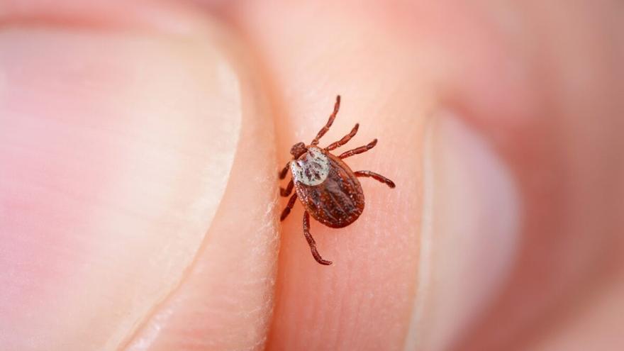 Qué hacer si te pica la mosca negra o garrapata