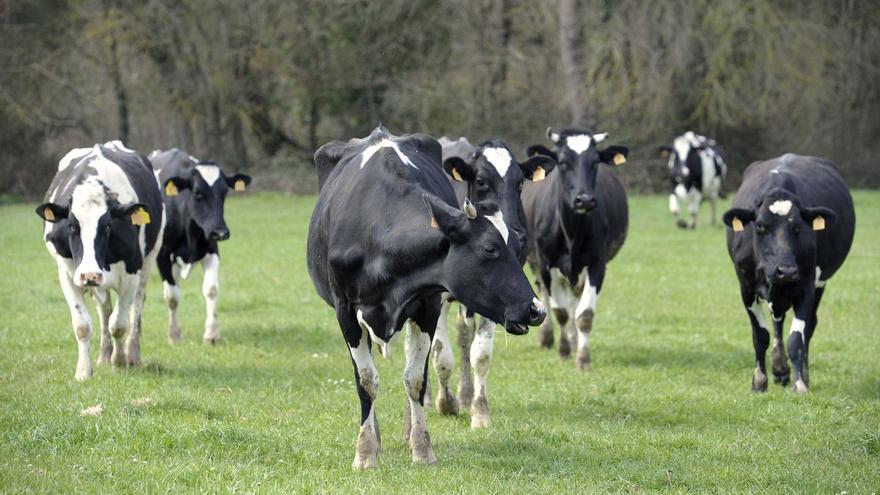 Declarados otros once focos de la enfermedad hemorrágica que afecta a las vacas, uno en Aranga