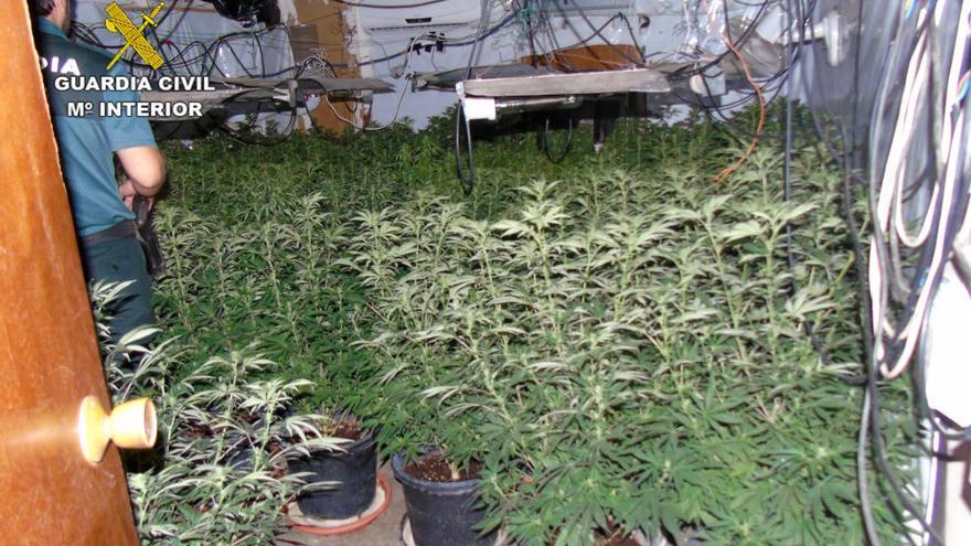 Dos detenidos en Bullas con un centenar de plantas de marihuana