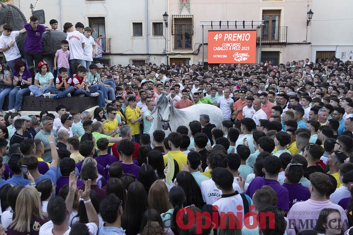 Fiestas de Caravaca | Entrega de premios del concurso morfológico