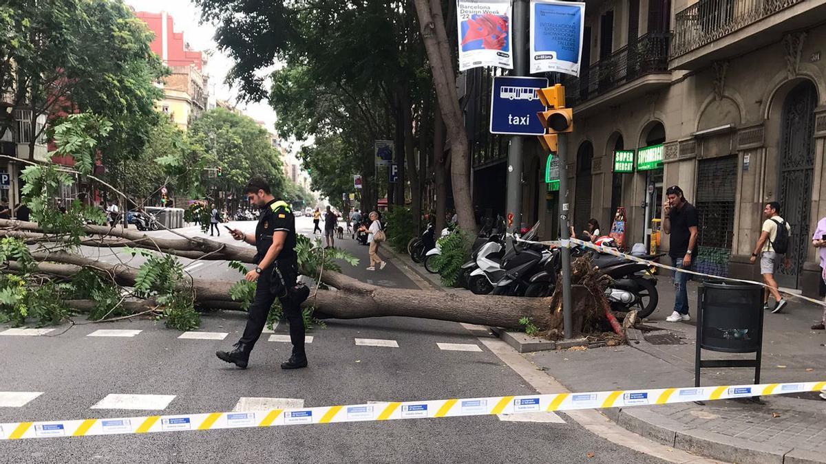 Una imagen del árbol caído, esta tarde en el cruce de Aragó con Nàpols.